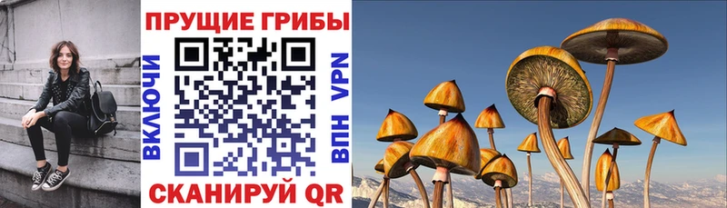 цена   Черкесск  Галлюциногенные грибы прущие грибы 